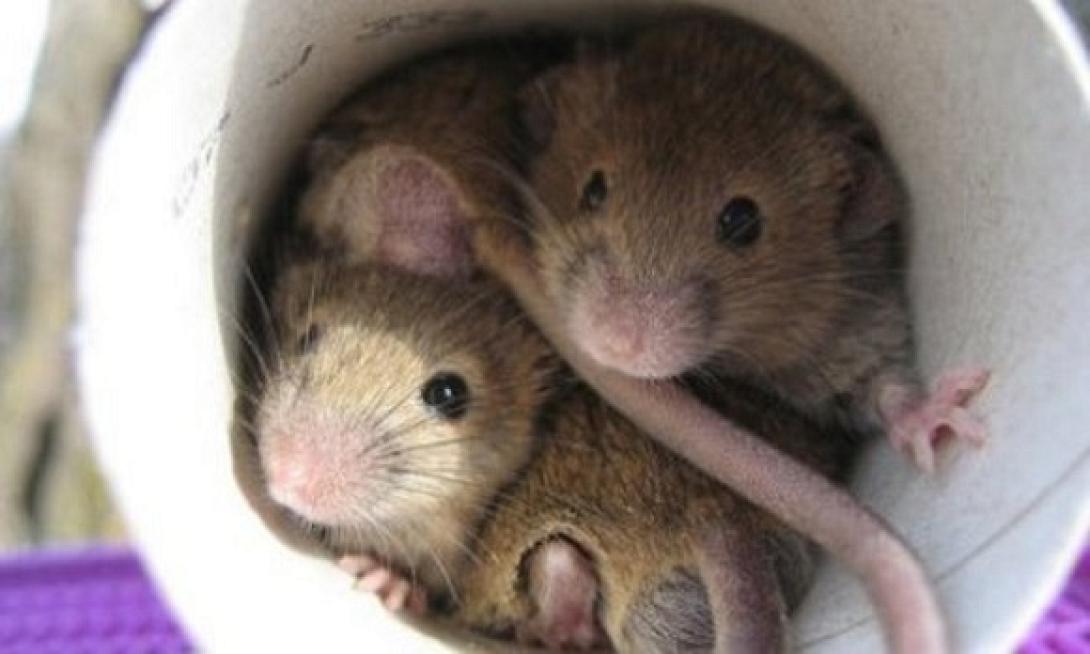 Στη φυλακή επειδή βασάνισε αρουραίους