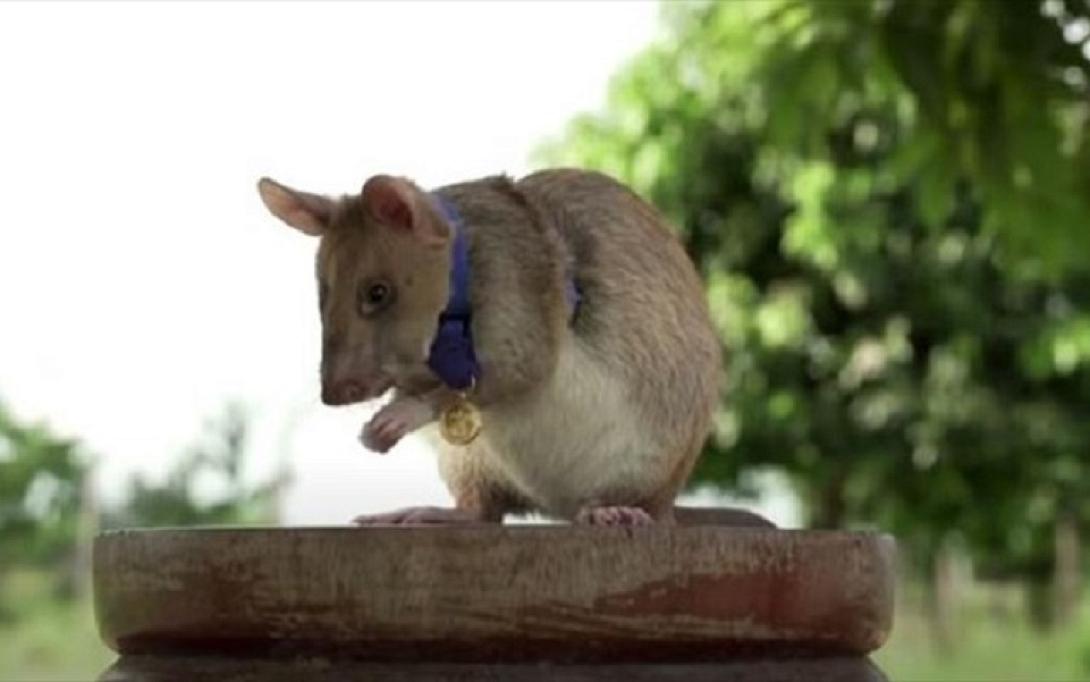 αρουραίος - Καμπότζη