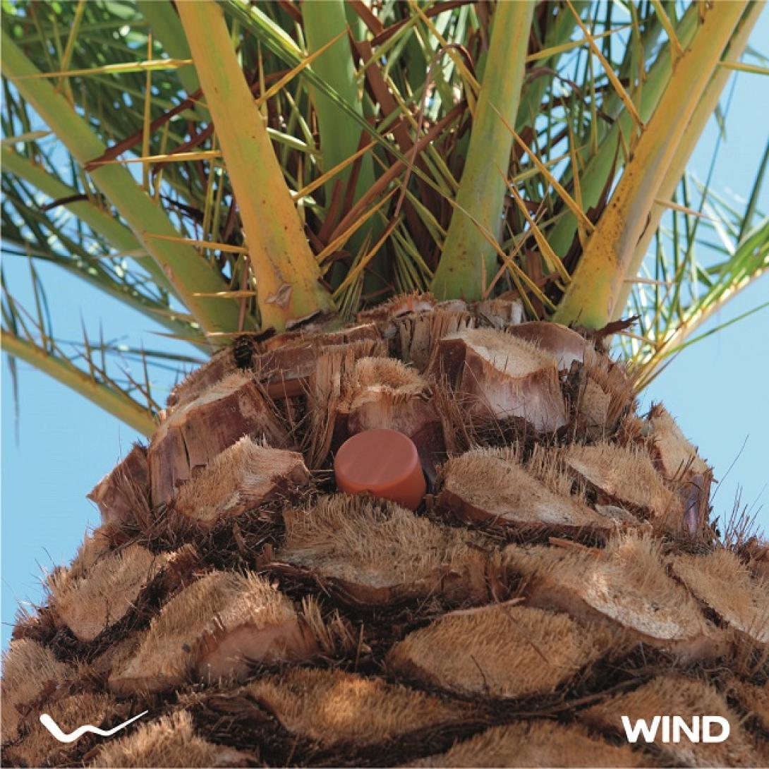 Η WIND  για την προστασία των φοινίκων στο Ρέθυμνο 