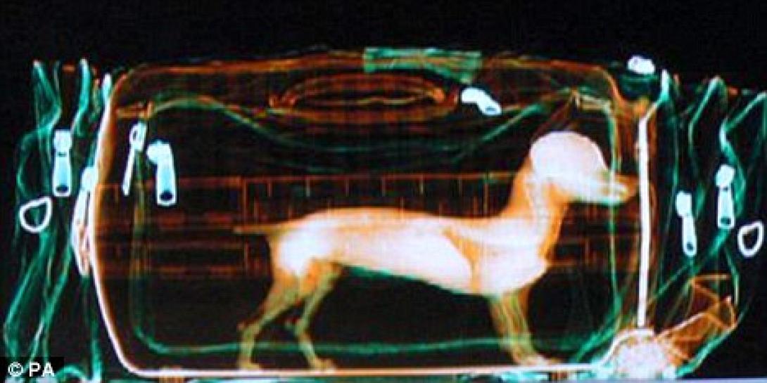 ΗΠΑ: Συναγερμός στο αεροδρόμιο Λαγκουάρντια για ένα… τσιουάουα!