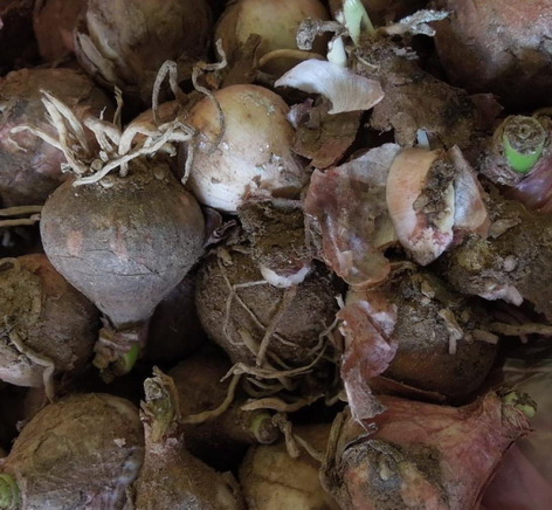 ασκορδουλάκοι