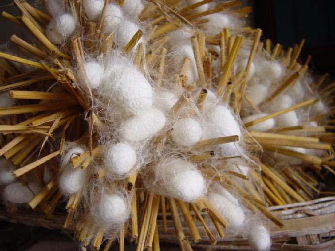 Η καλλιέργεια μεταξιού είναι ένας κερδοφόρος τομέας!