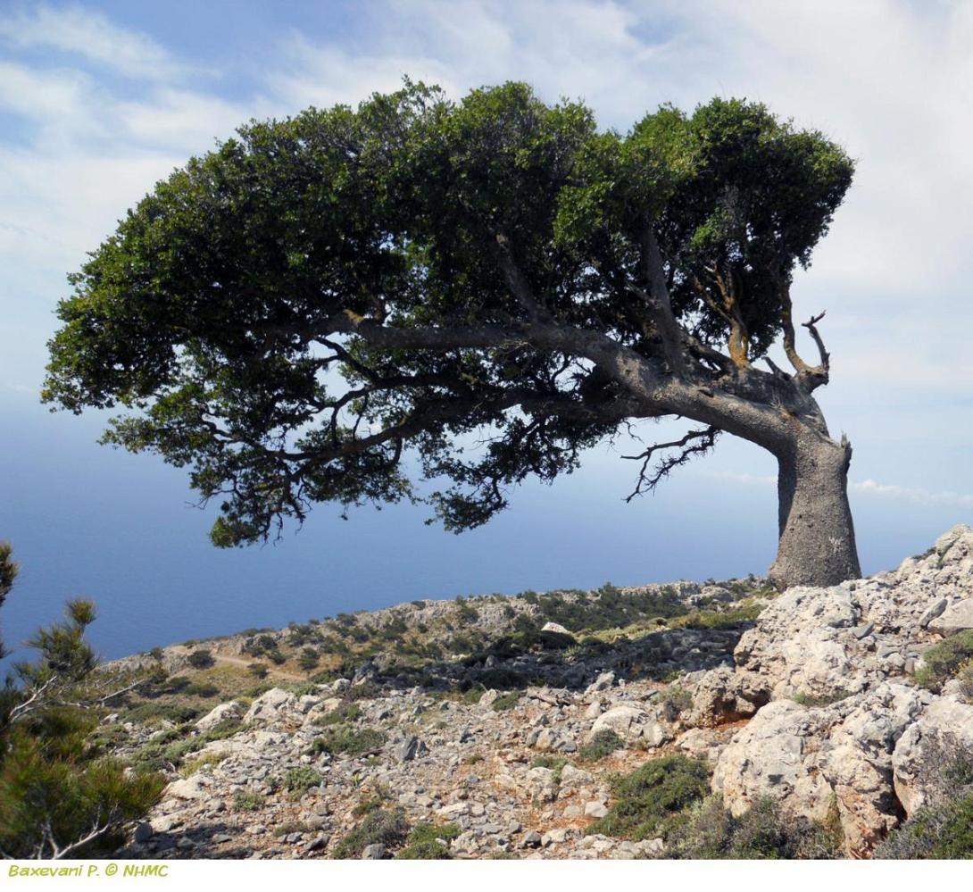 αστερούσια
