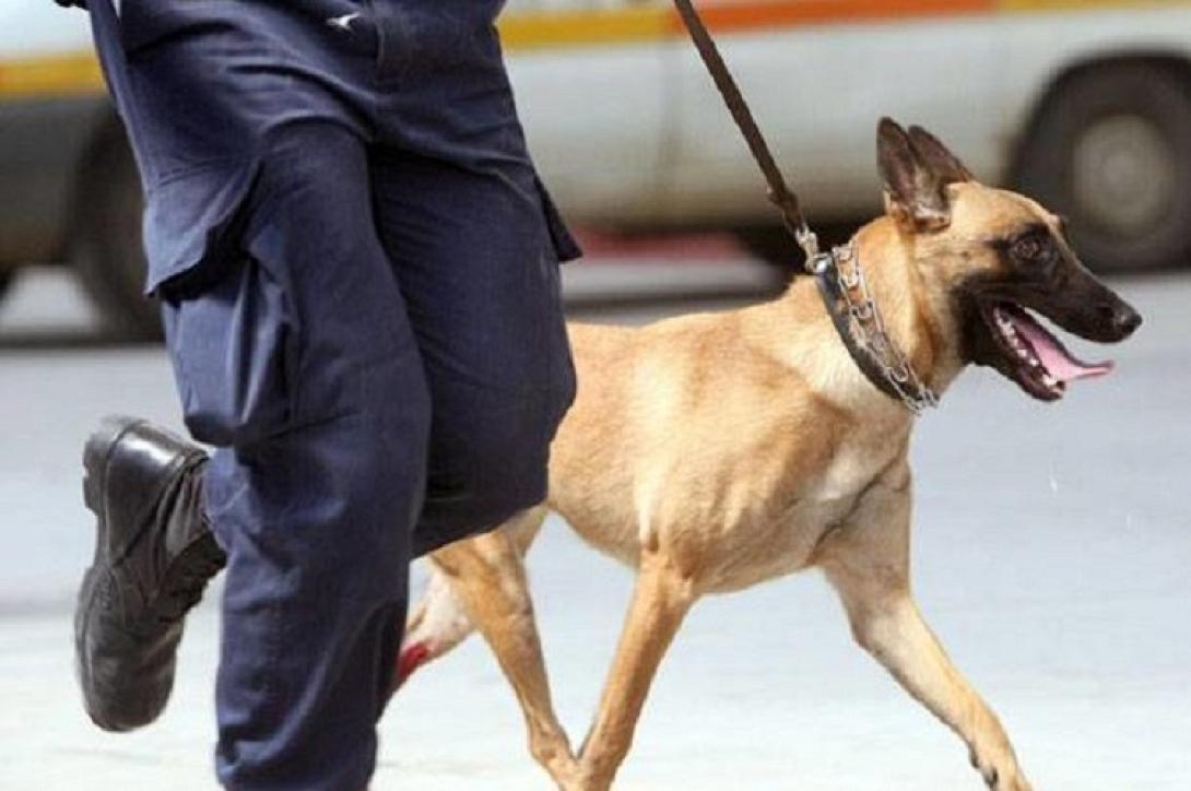 αστυνομικός σκύλος