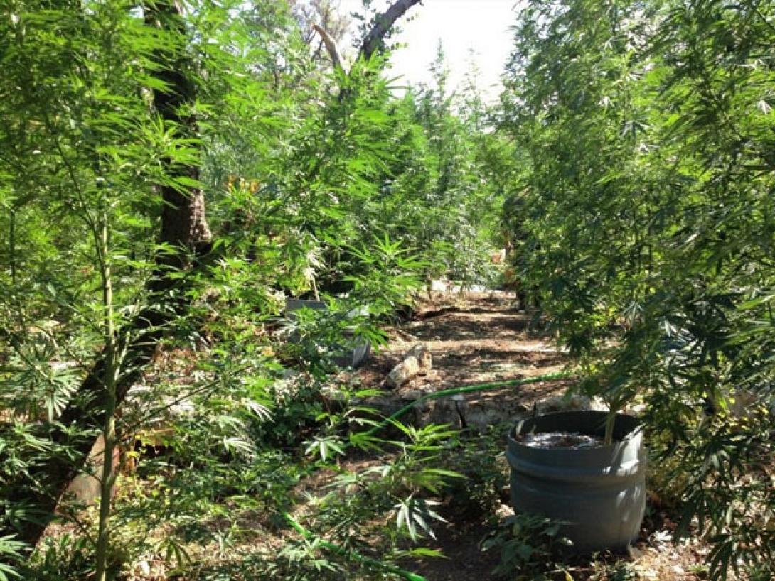 Διακοπή στη δίκη για τα χασίς στις Ατσιπάδες - Τη Τρίτη η συνέχεια