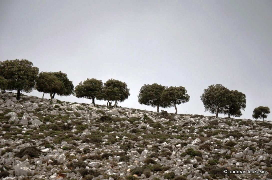 Αζιλακόδασος