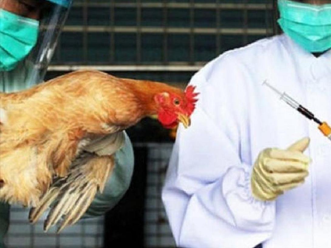 γρίπη των πτηνών.jpg