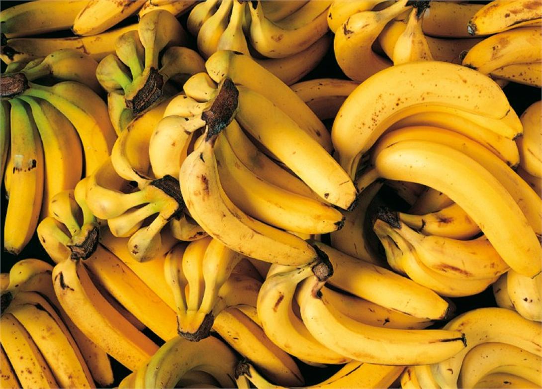 Ο μύκητας που απειλεί να αφανίσει τις μπανάνες