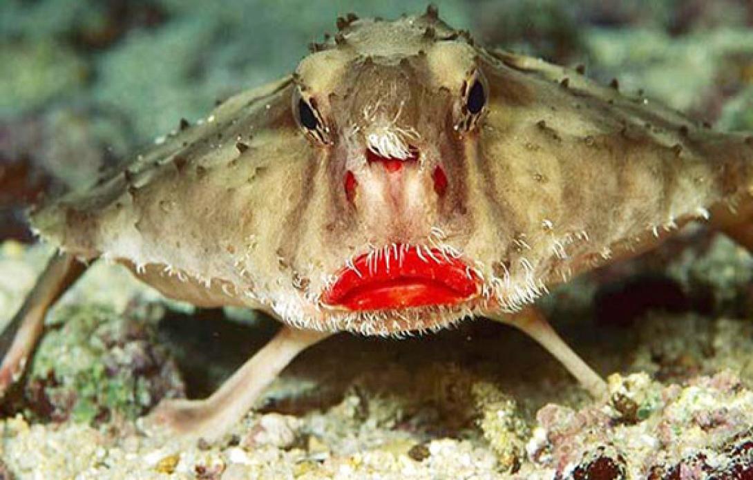 Το ψάρι με τα σαρκώδη κόκκινα χείλη