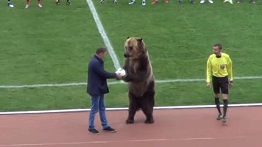 bear-russia.jpg