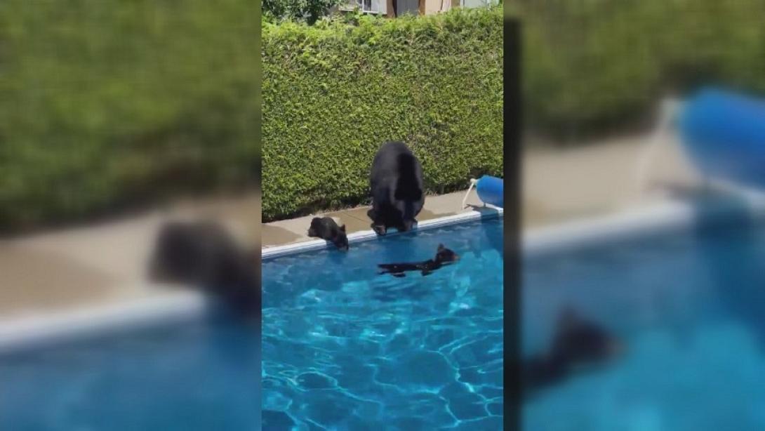 αρκουδες πισινα