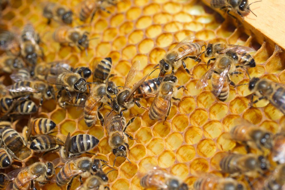 Εκπαιδευτικά προγράμματα για μελισσοκόμους σε όλη την χώρα
