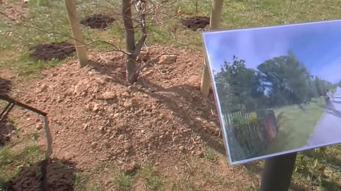 μπεργκαμο δασος