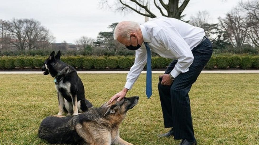 μπαιντεν σκυλος