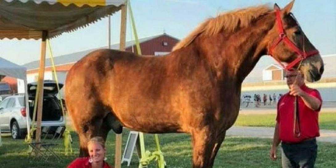 ΤΟ ΨΗΛΟΤΕΡΟ ΑΛΟΓΟ