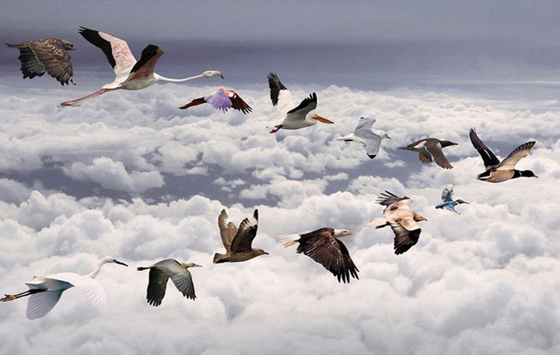 μεταναστευτικά πουλιά