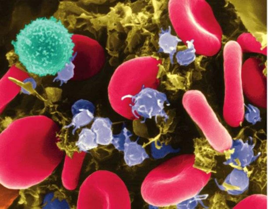 Ομιλίες για τις εξελίξεις στα βλαστοκύτταρα σε Ηράκλειο και Χανιά