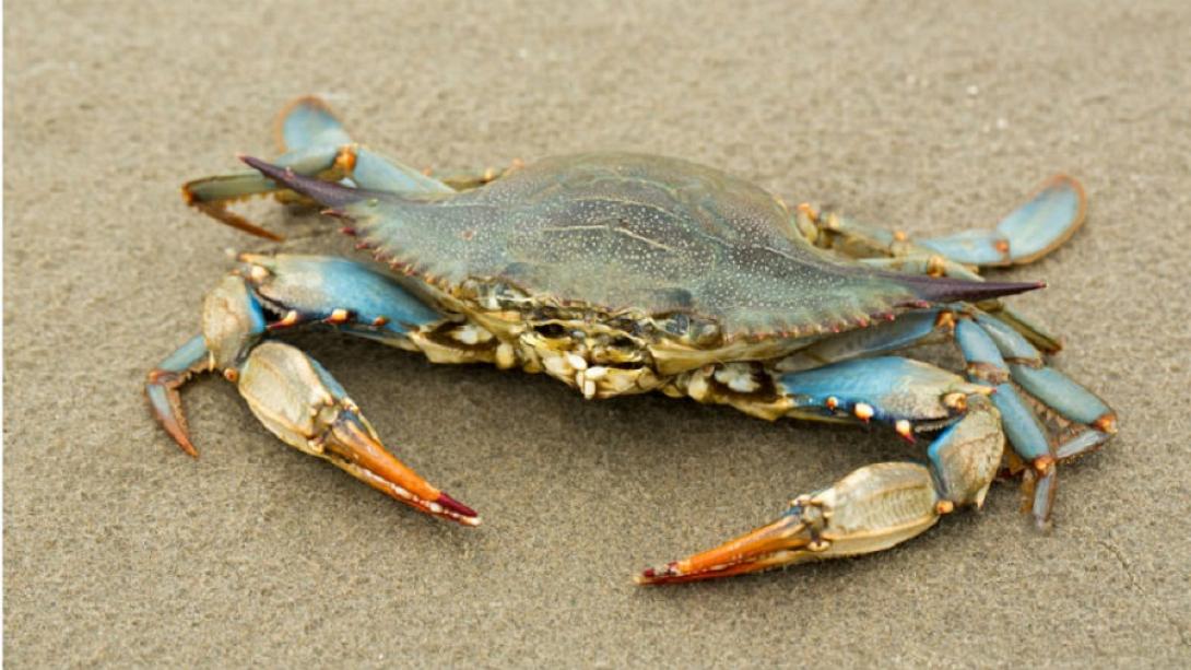 Ο μπλε κάβουρας