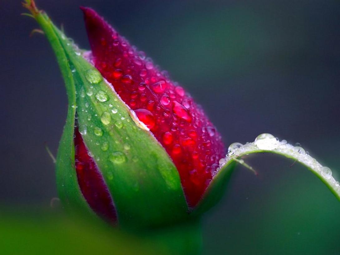 μπουμπούκι