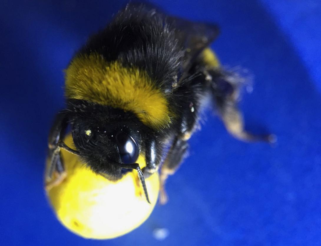 bumble-bee.jpg