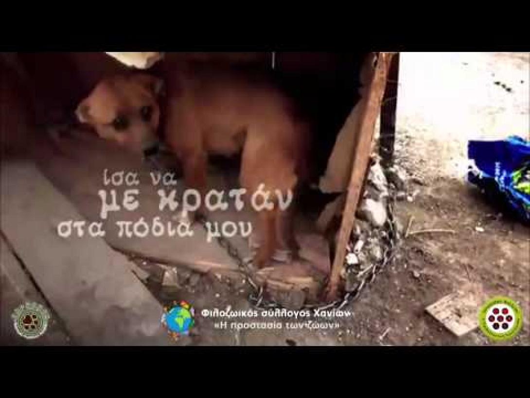 "Σώστε τα βαρελόσκυλα της Κρήτης" - Βίντεο για την ευαισθητοποίηση του κόσμου