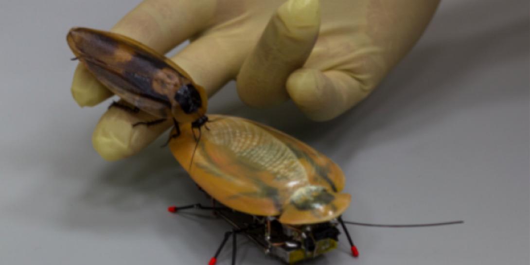 ρομπότ κατσαρίδα