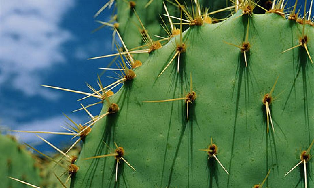 cactus-006.jpg