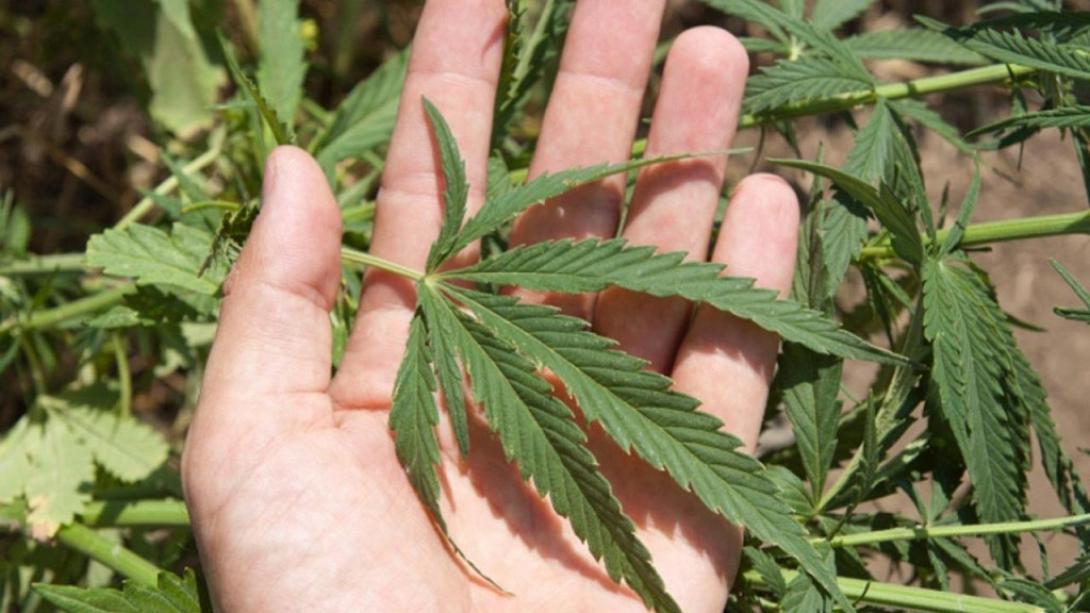 δενδρυλλιο κανναβης