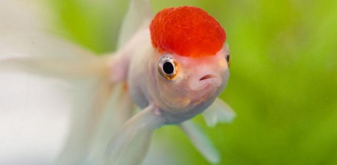 caporanda3.jpg