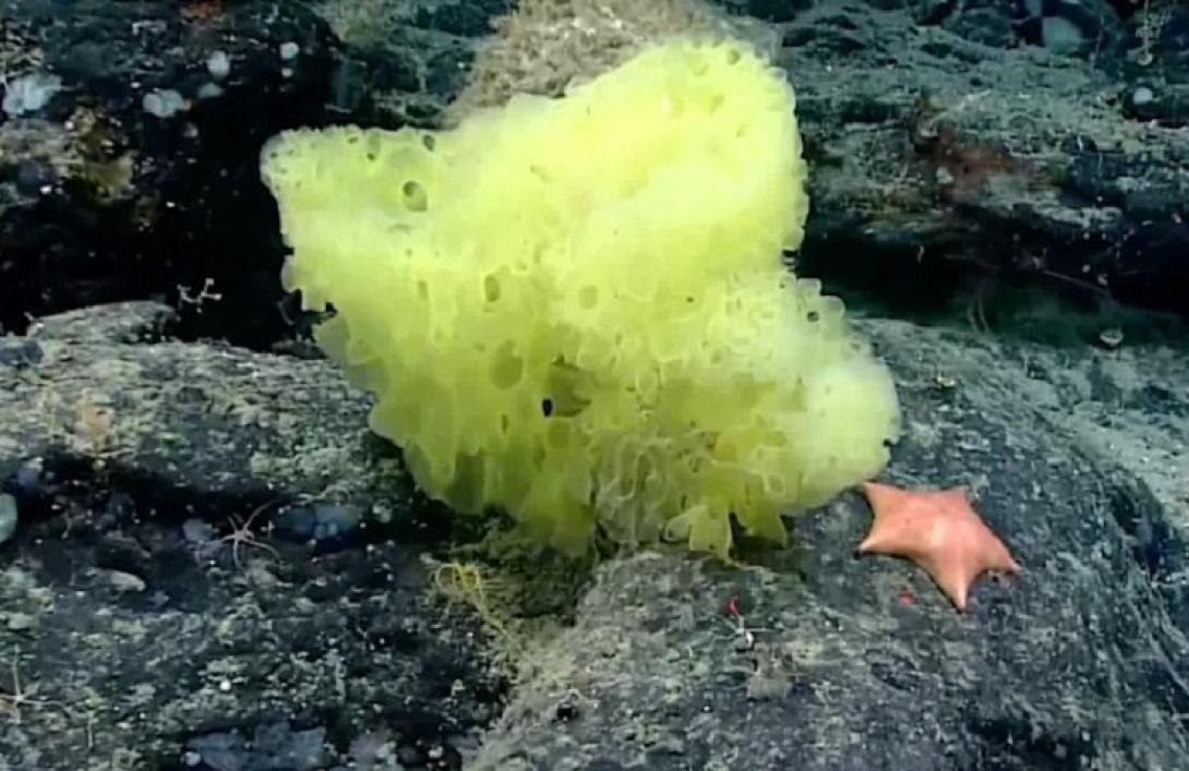 ΜΠΟΜΠ ΣΦΟΥΓΓΑΡΑΚΗΣ