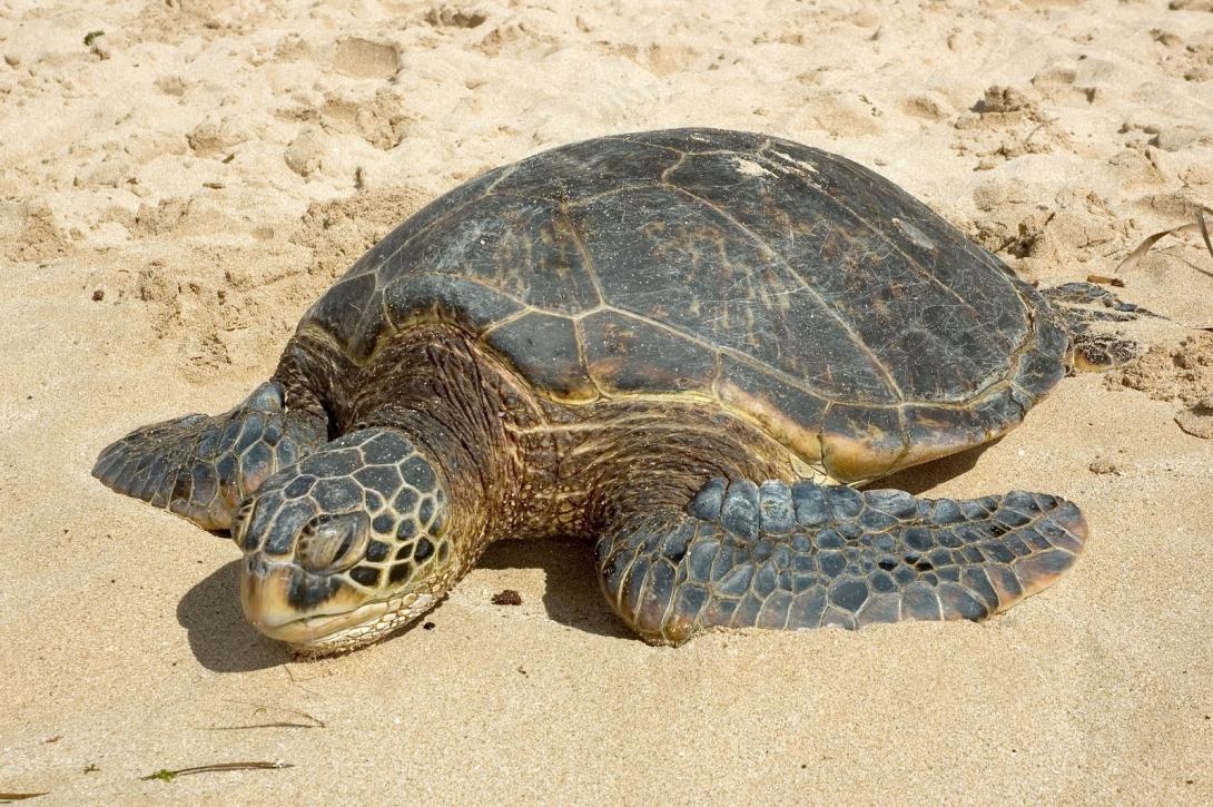 caretta-caretta.jpg