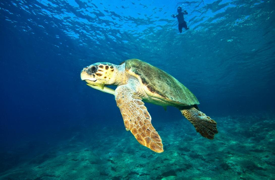 caretta caretta