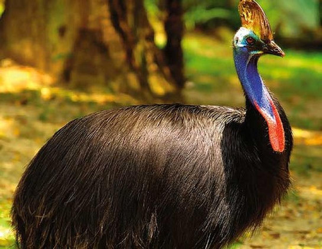 cassowary, επικινδυνο πτηνο