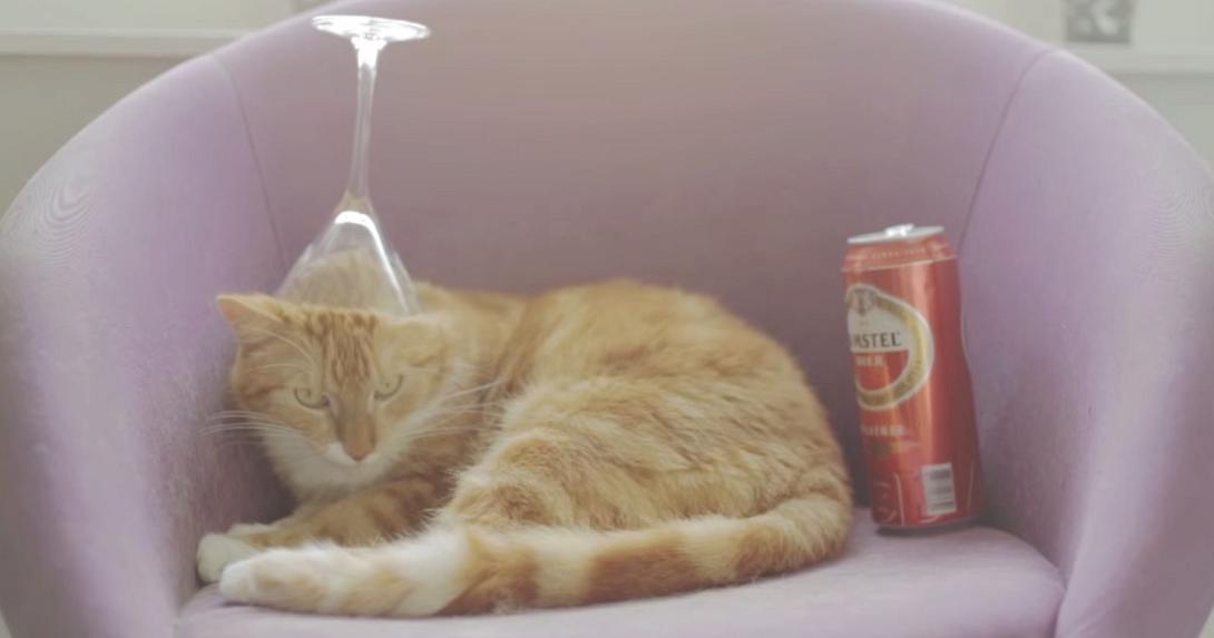 Μια γάτα με... πρόβλημα αλκοολισμού (βίντεο)