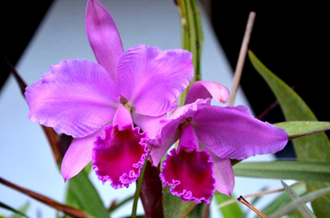 Cattleya…..ένα υπέροχο είδος Ορχιδέας, του Τάσου Χαραλαμπή