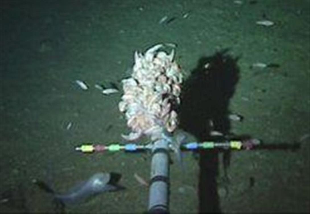 Εντοπίστηκε άγνωστο είδος που ζει στη θάλασσα σε βάθος 8 χλμ  