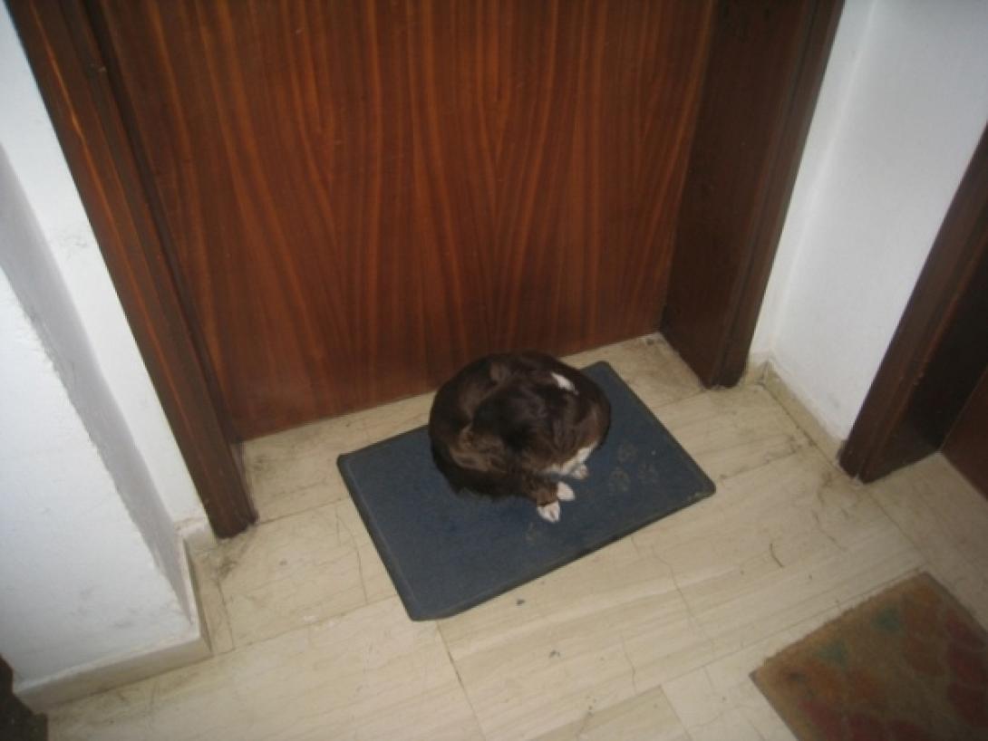 σκυλίτσα χανιά