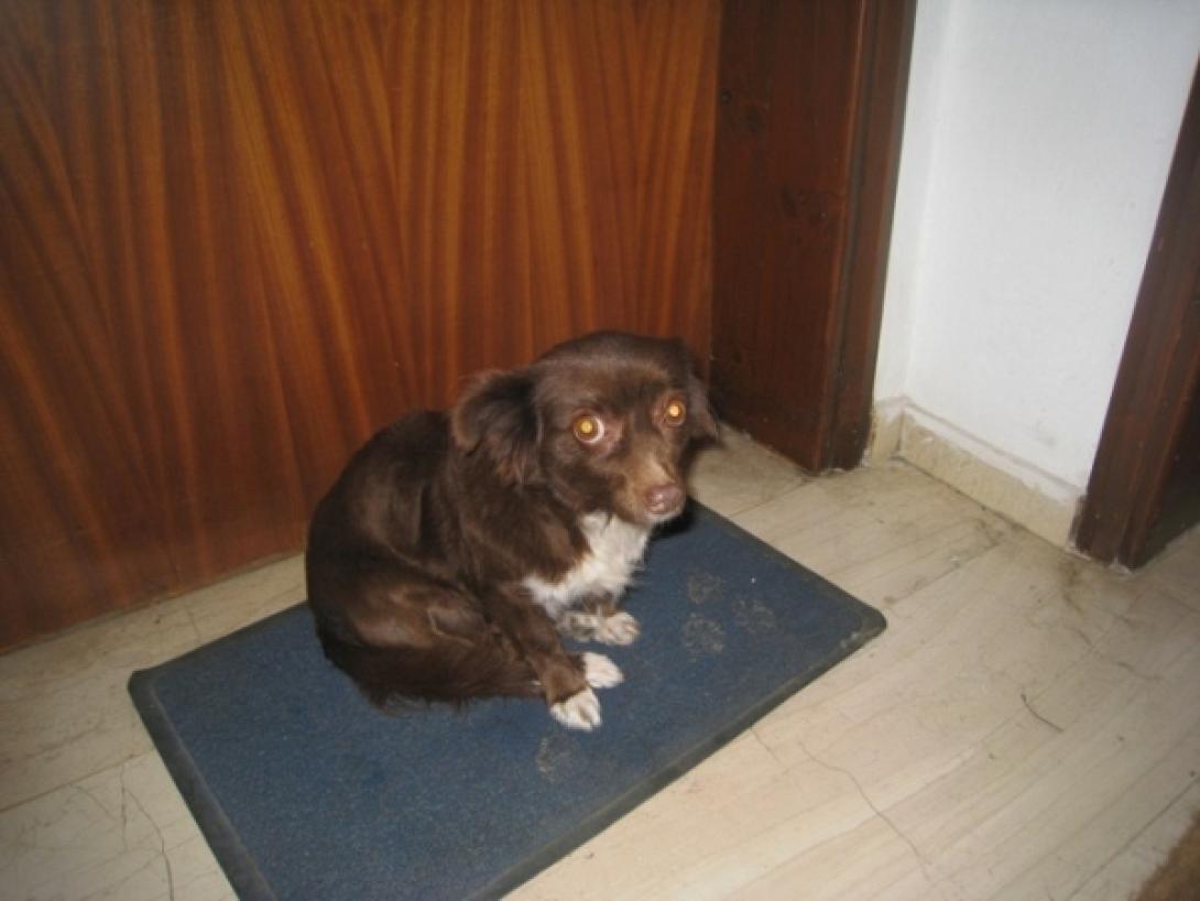 σκυλιτσα,χανια