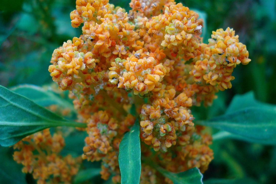chenopodium_quinoa