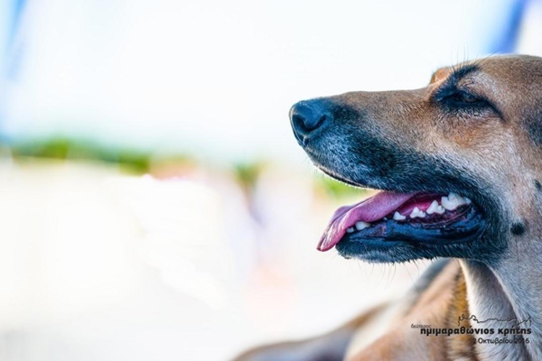 δρομεις αδεσποτοι