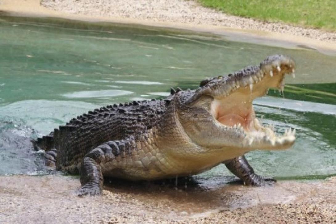 Ρέθυμνο: Στην περιοχή αναμένεται ερπετολόγος για να εξακριβώσει το μυστήριο του κροκόδειλου