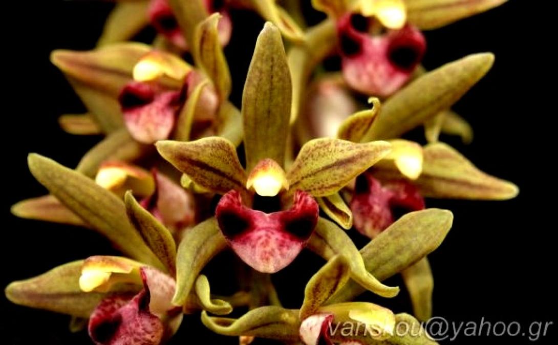 Cymbidium...Ίσως η τελειότερη ανθοφορία
