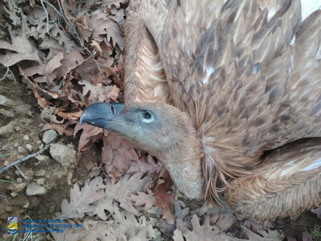 Ανάμεσα στα θύματα δηλητηρίασης περιλαμβάνεται και ένα Όρνιο που έφερε ετικέτα σήμανσης φτερών