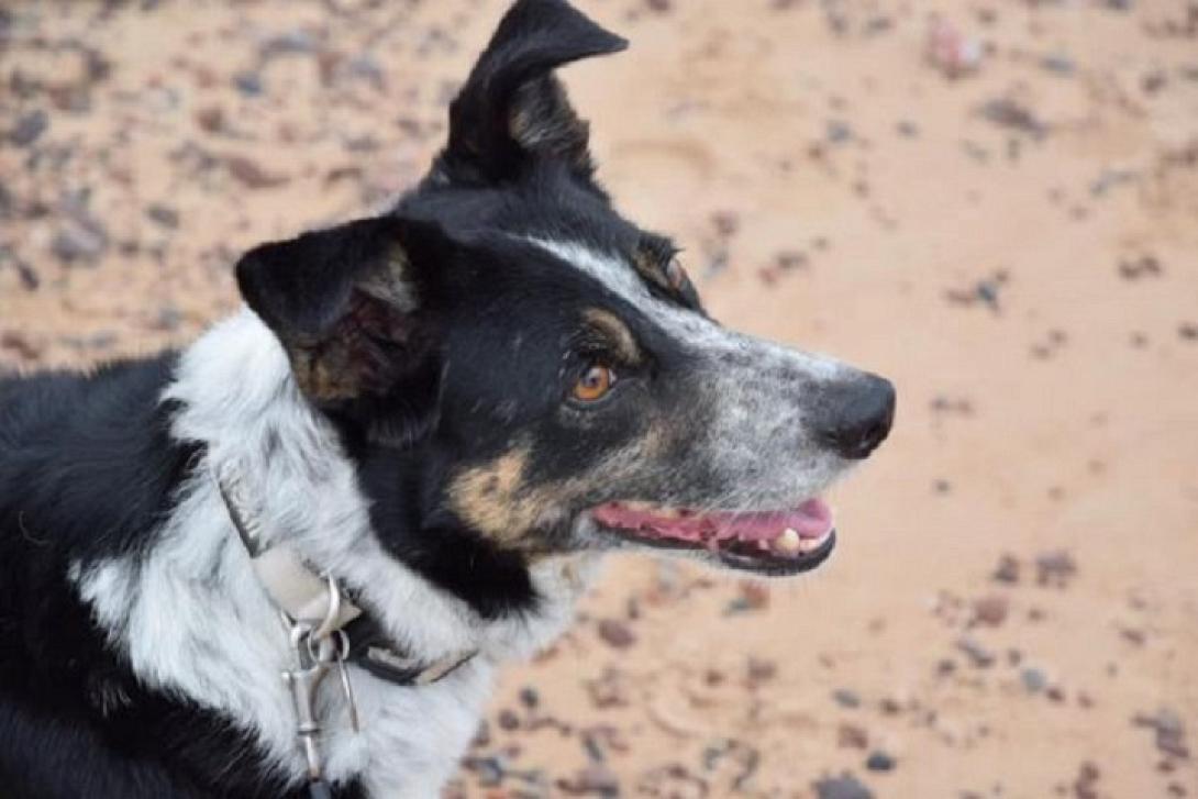 τσομπανοσκυλο 