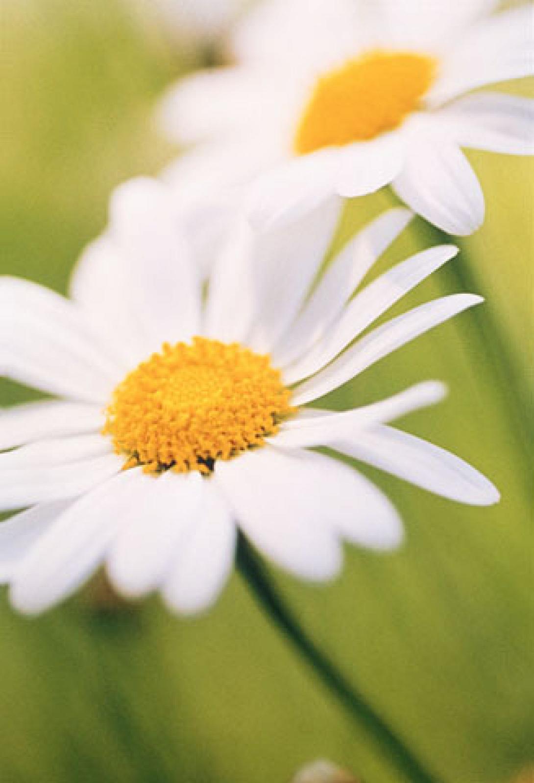 Όνειρο καλοκαιρινού μεσημεριού