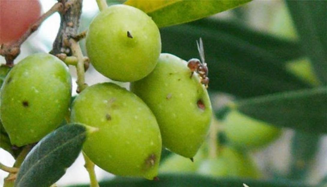 Δακοκτονια