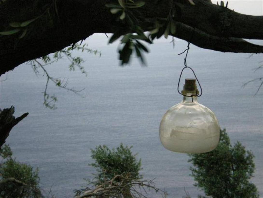 Δακοκτονία: Το πρόβλημα μας δεν είναι τα κονδύλια αλλά η γραφειοκρατία 