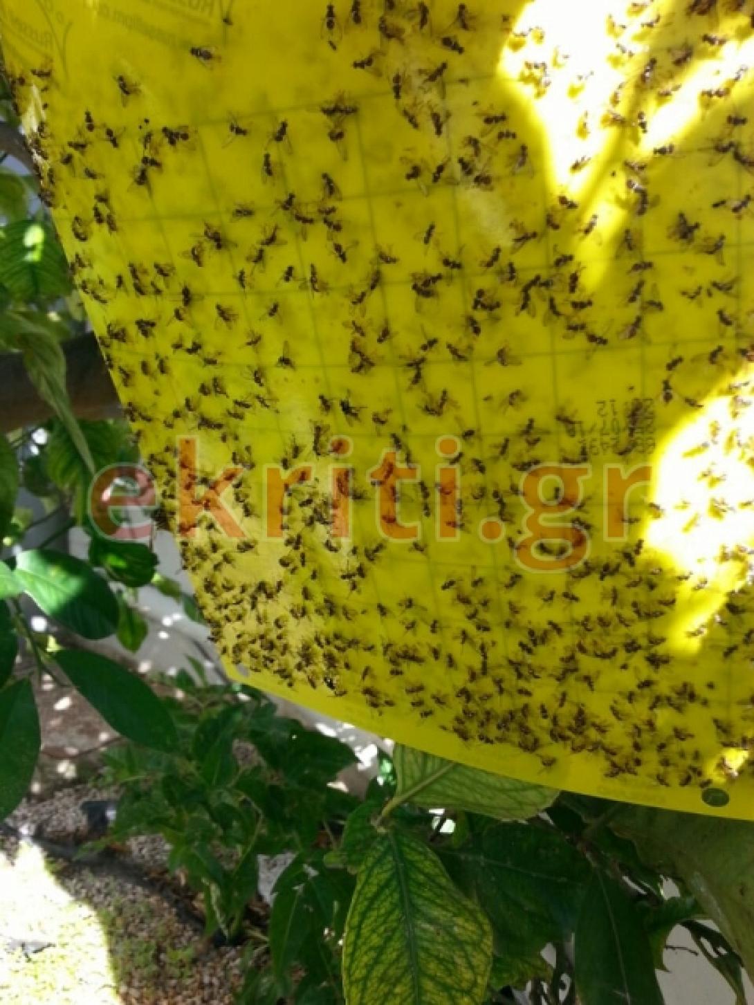 Ο δάκος είναι εδώ