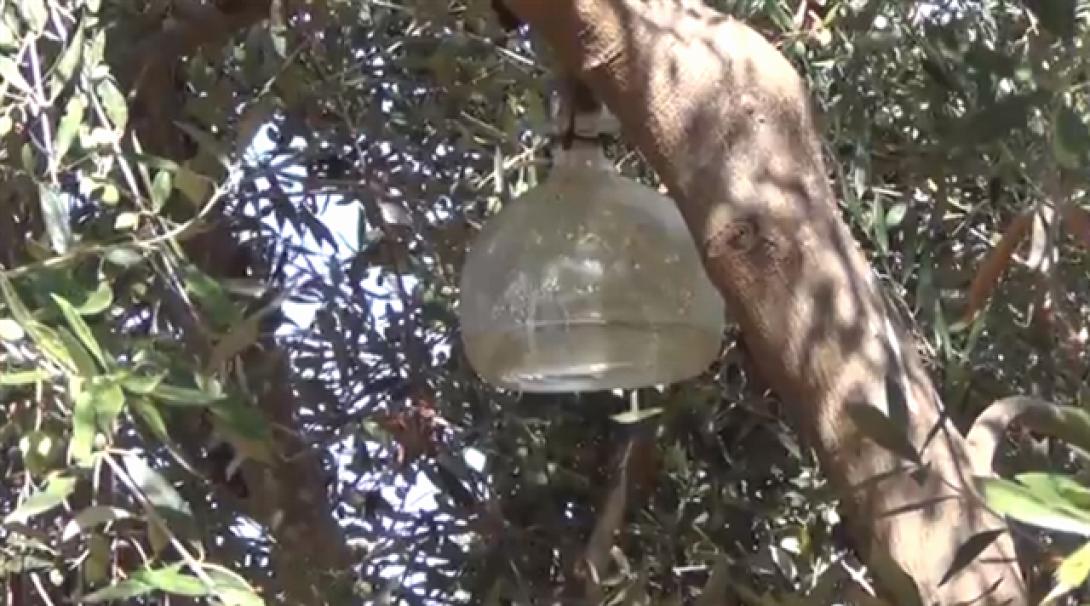 Ελεύθεροι Δημότες Μαλεβυζίου: "Η δακοκτονία χρειάζεται αποκέντρωση λειτουργιών και πόρων "