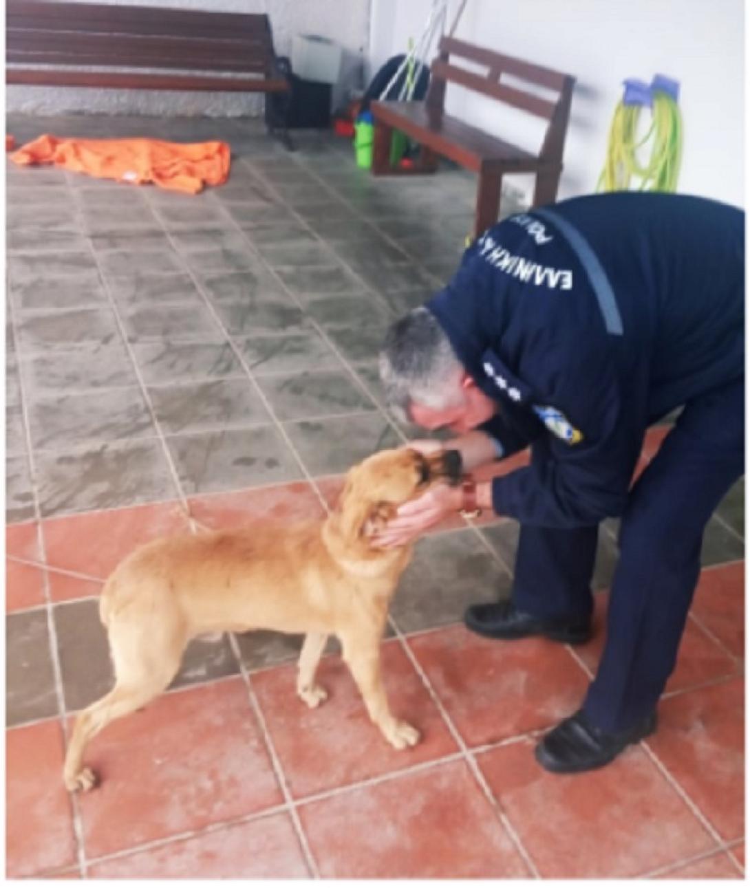 σκυλος χανια